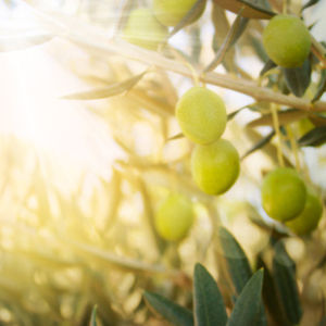 Zeytinlerin altında