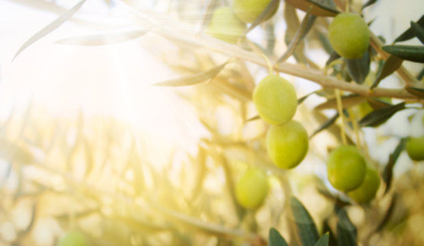 Zeytinlerin altında