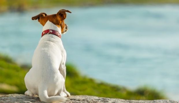 Bugün biraz sakin olun...