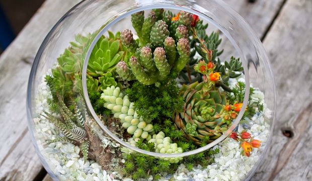 Sukulentin bakımı nasıl yapılır?