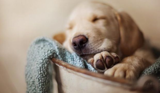 Rüyalarınızı es geçmeyin!