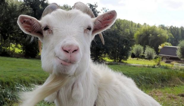 Güneş Plüton karşıtlığı