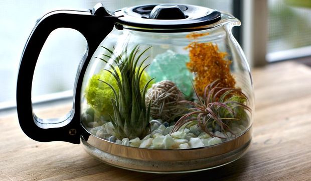 Terrarium nedir nasıl yapılır?