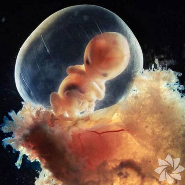 Bir bebek nasıl oluşur? | Hamilelik