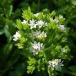 Şekerin en doğalı Stevia