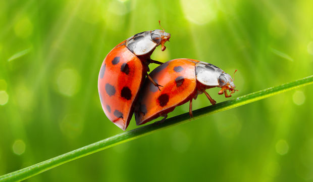 Penis kırılması nedir? Tedavisi nasıl yapılır?