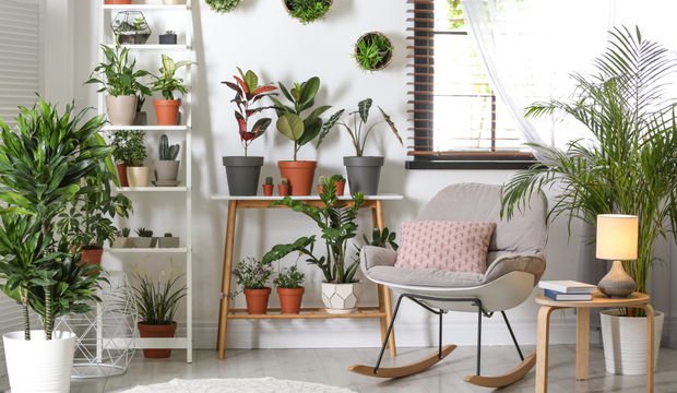 Evde bitki yetiştirme teknikleri