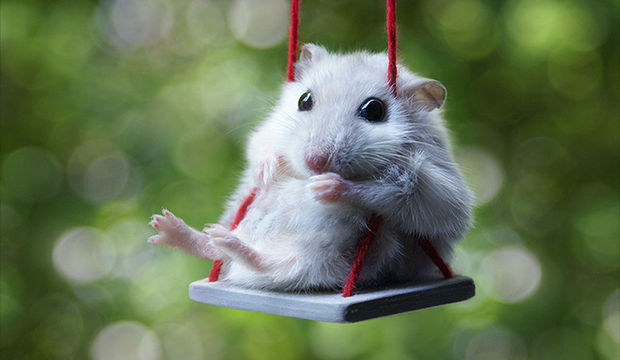 Hamsterların dünyasına hoşgeldiniz