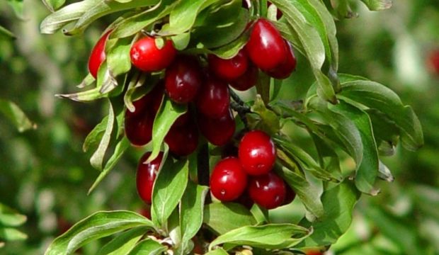 enfeksiyonla mücadele etmenin yolları