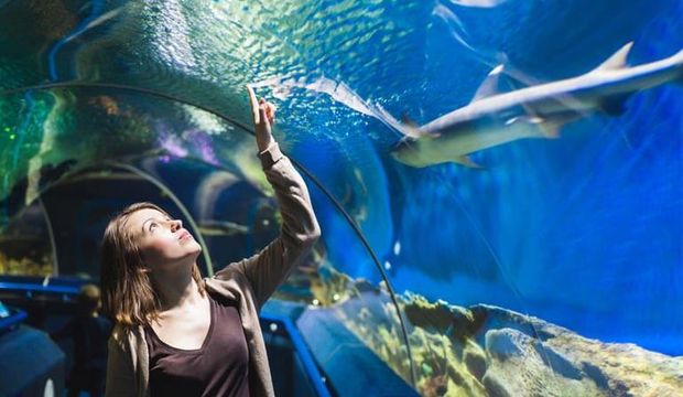 Sakinleşmek istiyorsanız balıkları izleyin!