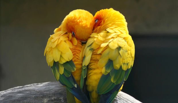 Aşık olduğumu nasıl anlarım?