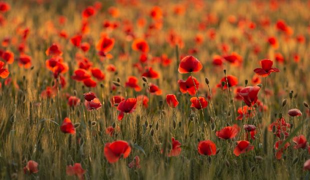 Daha mutlu olmanın 4 yolu