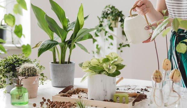 Evde çiçek bakımının 6 püf noktası