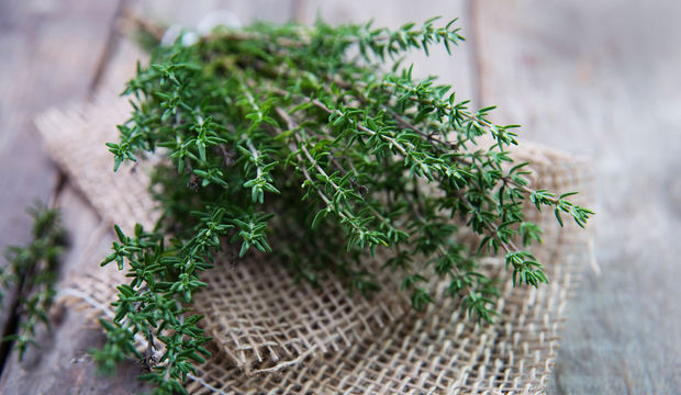 Adet söktürücü bitkiler