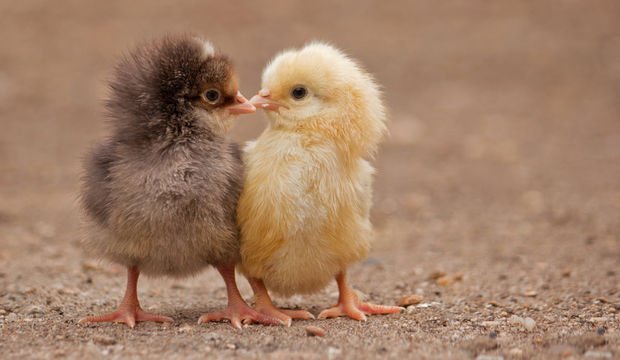 Seksten önce asla yemeyin!