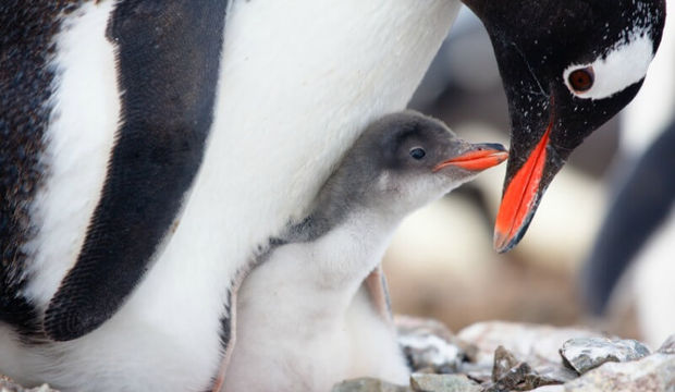 Anneler Günü 2018 ne zaman?