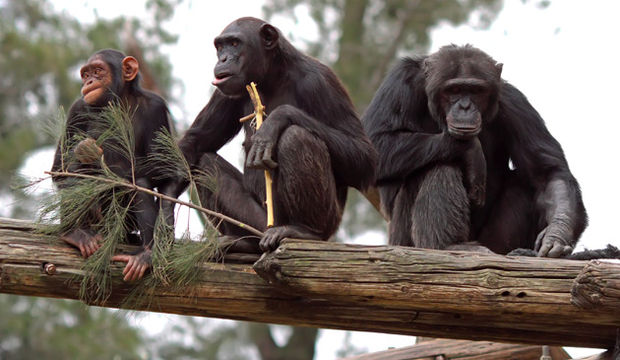Çok (mu) akıllıyız!
