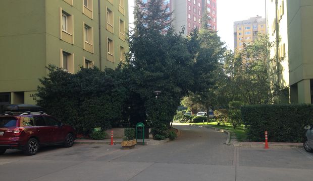 Fotoğraftaki köpek