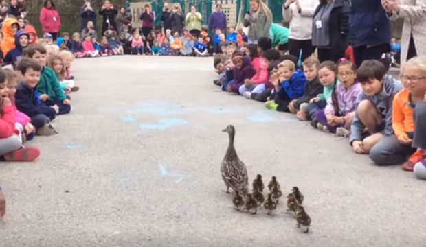 Ördeklere geçit töreni