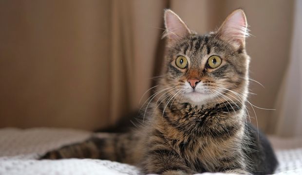 25 şaşırtıcı psikolojik gerçek