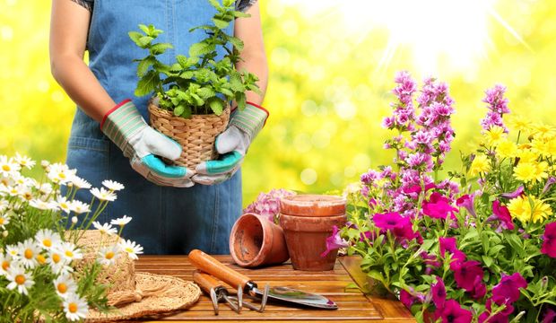 Bahçe düzenlemek için öneriler