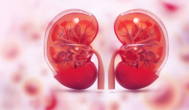 Böbrek sağlığı nasıl korunur?