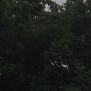 Somon, Vikingler ve huzur diyarı Norveç