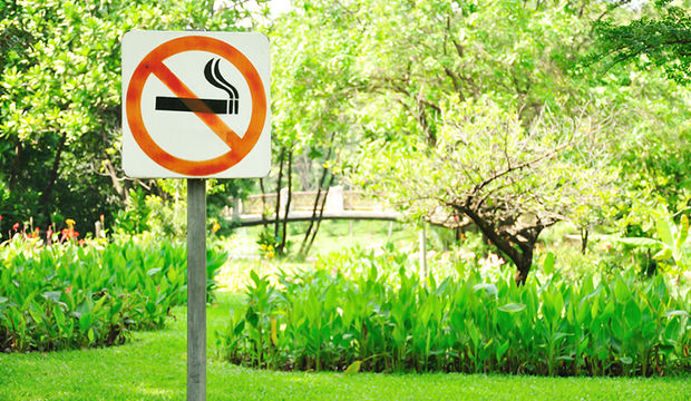 Nikotini atan besinler