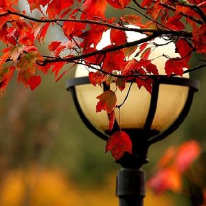 Eylül'de açan papatyalar istiyorum