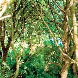 Bambaşka bir eğitim sistemi: Orman okulları