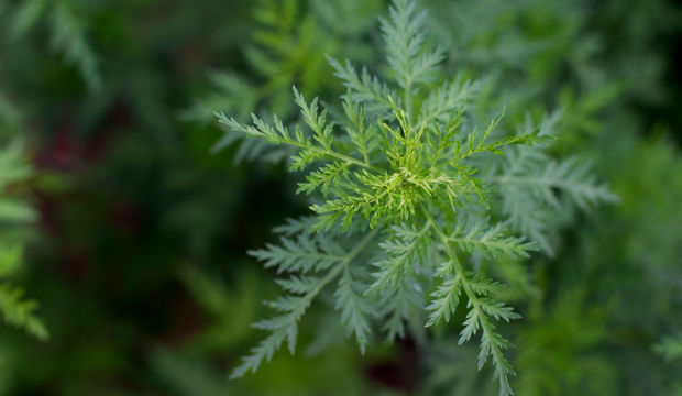 Artemisininin nedir?