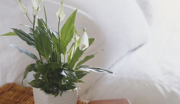 NASA'dan eviniz için havayı en iyi temizleyen bitkiler