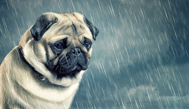 Kediniz ya da köpeğiniz mi öldü?