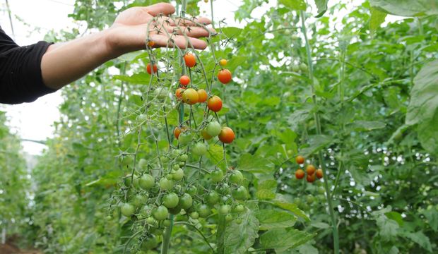 Beykoz’da toprak devrimi