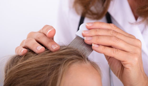 Bit nedir? Bit nasıl temizlenir? Bit nasıl bulaşır?