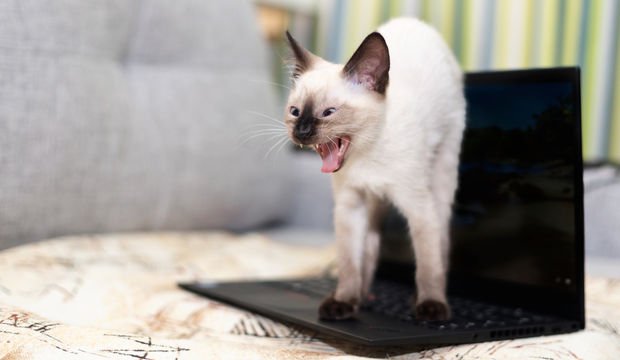 İş hayatınız çok mu yoğun?