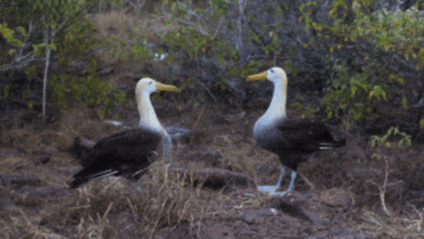 1049403_695be97d9f4708a989db3354db3e5fef.gif