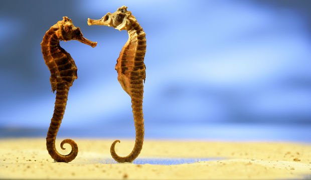 En romantik hayvanlar