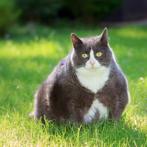 Obeziteyi iyi tanıyor musunuz?