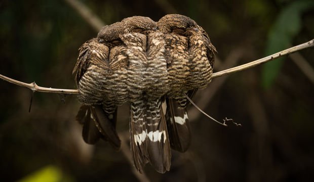 Aynı anda iki kişiye aşık olunamaz!