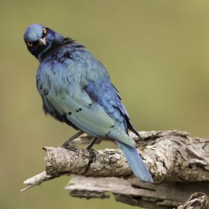 Bu sabah kiminle kavga ettin?