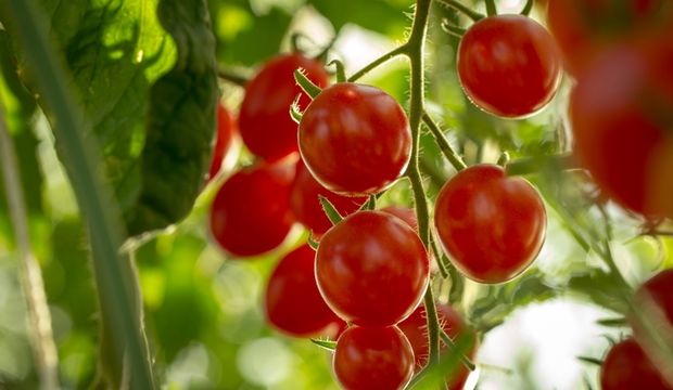 Сорт томатов ирина отзывы фото урожайность Domatesin koruyucu özellikleri nelerdir? Sağlık