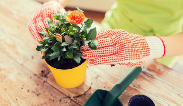 Bitkilerinize Sirke Verirseniz Ne Olur Saglik