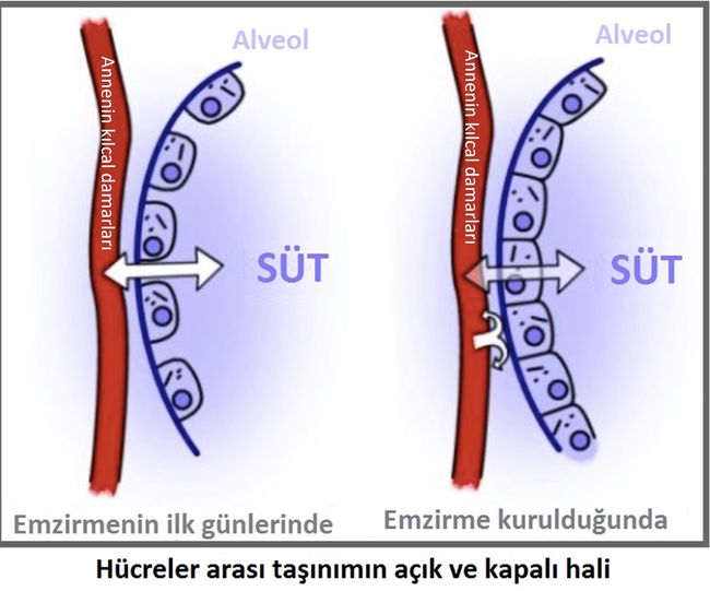 Emziren anneler ilaç kullanabilir mi Emziren anneler ilaç kullanabilir mi