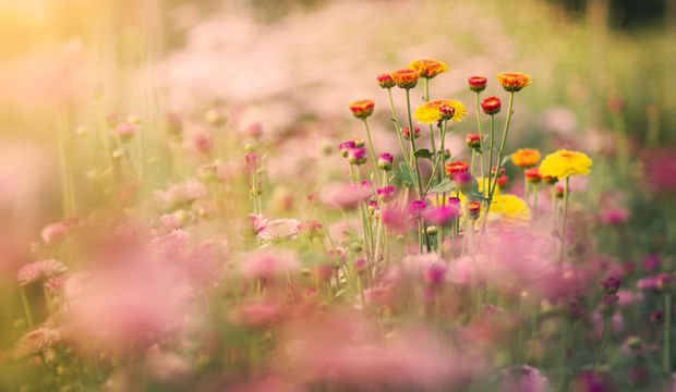 Erken menopoz nedir?