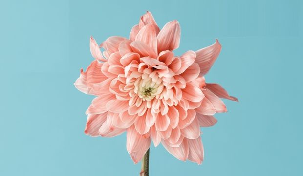 Gen Detoksu Kampı nedir?