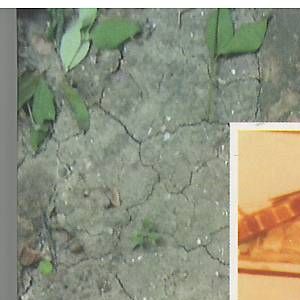 Doğal seleksiyonu devre dışı bıraktık 