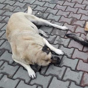 "Kısırkaya dediğimiz yer bir Nazi kampı değil"