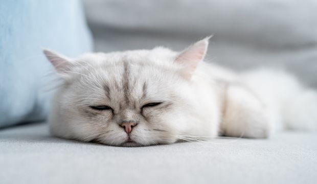 Kronik yorgunluk sendromu nedir?