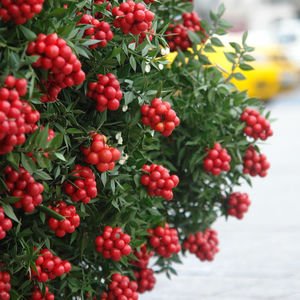Yılbaşı çiçeği kokinaların yolculuğu